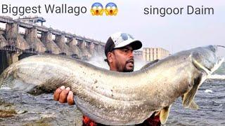 Biggest Wallago Fish | How To catch Pathan Fish | Big Wallago Attu catfish hunting | Fishing Videos