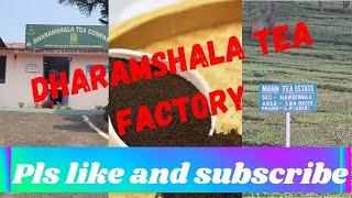 Tea Garden Dharamshala // Himachal Tea company // fresh Greenery