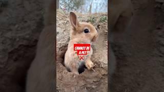 Wild bunnies cannot be a pet   #shorts #bunny