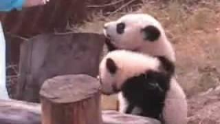 Dude, Where's My Milk? Very Cute Panda Cubs