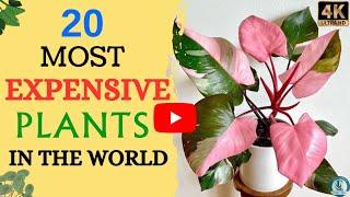 20 Most Expensive Indoor Plants | Rare Houseplants |  Expensive Plants Around The World 🪴️