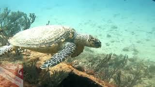 Dive Sandals Resorts - Turtle Trek