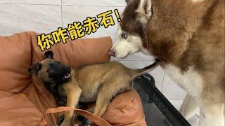 小馬犬學會了赤石，抓住毒打一頓後，人人誇我是神醫！#哈士奇 #husky #pets #黃狗 #萌宠