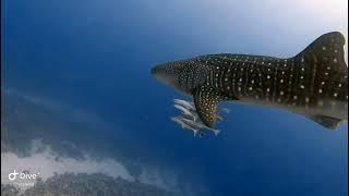 whale shark at marsa shagra south house reef oct 2022