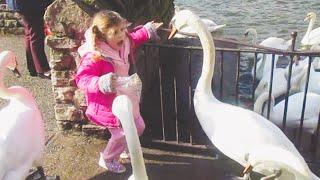 This is Why You Never Ever Mess With Swans Again - Swan Attacks || PETASTIC 