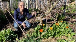 Transplanting a Young Apple Tree | Permaculture Farm