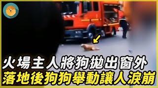 樓房著火，主人將狗狗丟出窗外逃生，狗狗落地後的舉動讓人淚目…|#靈寵王國 #報恩  #動物 #重逢 #奇跡 #不可思議 #震撼 #驚人 #暖心  #真實故事  #鏡頭記錄 #感動 #救援