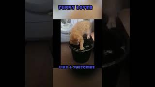 Funny Cat Reaction to Puppies Videos Compilation part 20031 #shorts