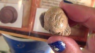 Digging for Fossils  Big Surprise...Amazing Find