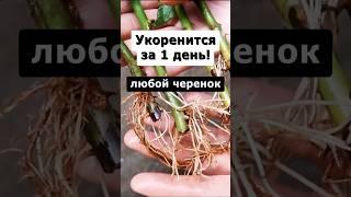 Самый эффективный способ укоренения любых черенков #огород #сад #дача #цветы