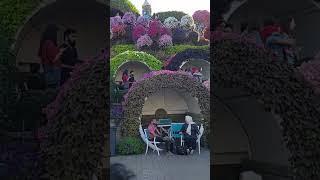 #shortvideo #dubai #miracles garden #satyabhama vlogs