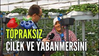 MODERN TARIM | TOPRAKSIZ ÇİLEK VE YABANMERSİNİ YETİŞTİRİCİLİĞİ