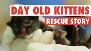 Three Abandoned One-Day-Old Kittens || A Rescue Story