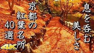 【4K 京都の紅葉40選】美しすぎる極上の絶景　The 40 Best Autumn Leaves Spots In Kyoto.