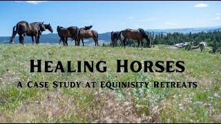 Horse Healing - A Case Study in Equine Therapy at Equinisity Retreats