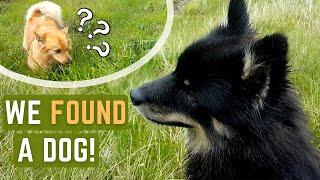 WE FOUND A DOG!! - Who is this lone Icelandic Sheepdog??