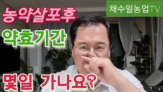 농약의 약효기간은 어디까지?  지속기간 몇일갈까요?