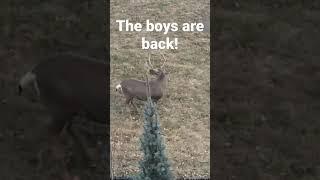 Big Mule Deer Buck Coming Out To Play! | THE OFF GRID HUNTER