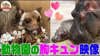 カバの親子,人懐っこいムササビ,レッサーパンダ成長期…思わず胸がキュンとしてしまう動物園のカワイイ動物たちを一挙大公開！【どうぶつ奇想天外／WAKUWAKU】