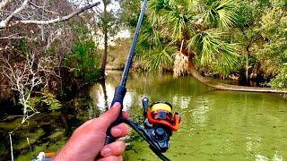 ULTRA CLEAR Florida CREEK Fishing (Amazing Water!!)