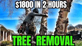 TREE REMOVAL FROM START TO FINISH $1,800 in 2 Hours