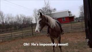 Easy round pen workout before you ride -- set your horse up for success!