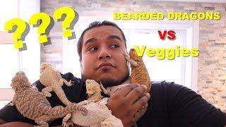 How To Get Your Bearded Dragon To Eat It's Veggies !! 2019