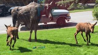 Moose Family Plays in the Sprinklers