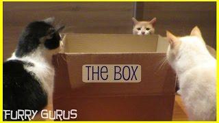 Cats vs THE BOX | Furry Gurus