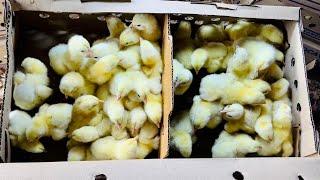 The Beginner's Guide to Brooding day old chicks tips - chicken farming.