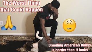 American Bully (A breeders worst nightmare) American Bully Kennel 2019