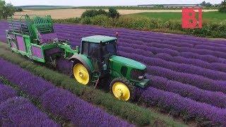 How Lavender Cultivation Is Done On Large Scale | BunkChunk