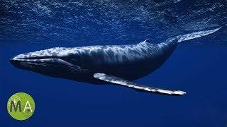 Underwater Whale Sounds - Full 60 Minute Ambient Soundscape