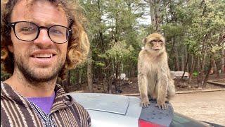 WILD Monkeys in Morocco  AZROU Morocco Travel