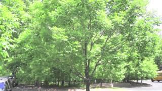 Green Ash Trees