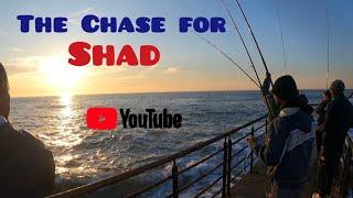 The Chase For Shad On The South Coast