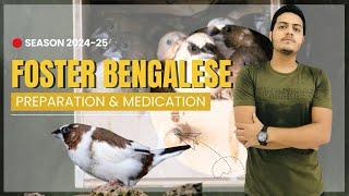 Foster Bengalese Season Preparation || Step BY Step Bengalese for fostering setup || HUZAIFA ADVANI