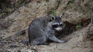 Dog Proof Raccoon Trapping - Ztraps