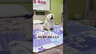 강아지 언어도 아닌것이 사람말도 아닌것이… 해석 가능하신분??? #dog #말하는강아지 #달콩이 #주제곡 #pets #shorts