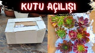 AEONİOM ALDIM || KUTU AÇILIMI SİZLERLE || RENKLER HARİKA #kaktus #sukulent #aeonium