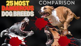 25 Most Dangerous Dog Breed | COMPARISON6