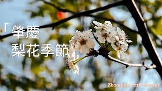 肇慶日常消遣，三月梨花季節，牌坊公園欣賞|Zhaoqing daily life. March plum blossom season at Paifang Park.