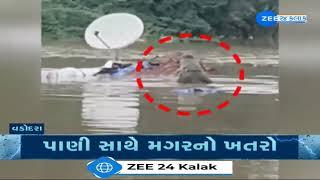 Gujarat Rains: Video shows giant crocodile loitering in residential area of Vadodara, kills boar