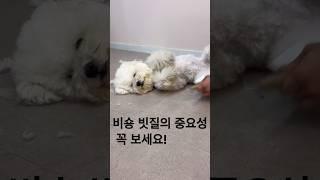 비숑프리제 키우면 꼭 적응해야하는 빗질 훈련#shortsvideo #강아지빗질