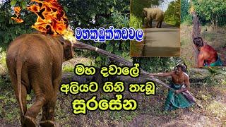 සූරයා වන අලියකුට කරපු දේ Eliphant Attack  Rowan Production -Gossip-News