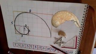 Vesica Pisces Ep9 Shells, Phi & Fibonacci Spirals