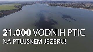 Ptujsko jezero in več kot 21.000 vodnih ptic