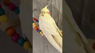 Cockatiel’s in Big Bird Aviary- Cockatiel Parrot #cockatiel #parrot