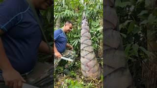 Giant Bamboo Shoot #satisfying #shot