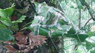 Red Ants Nest in Aglaomorpha fortunei Plant #Flora#Fauna #Insect#Ant #Plant #TreTrunk #Nature #Video